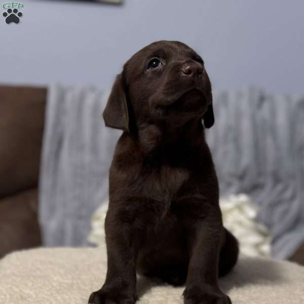 Diesel, Chocolate Labrador Retriever Puppy